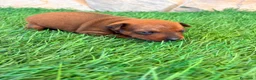 Pinscher Miniatura perros en venta: Pinscher Miniatura roja - Anuncio 9