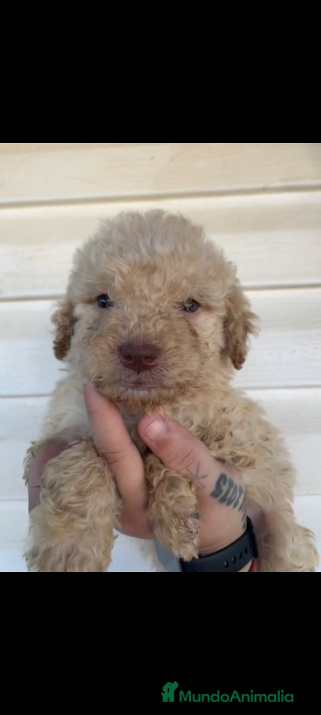 Perro de Agua Español perros en venta: Perro de agua  - Imagen 7