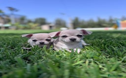 Chihuahua perros en venta: CHIHUAHUA MACHO - Imagen 2