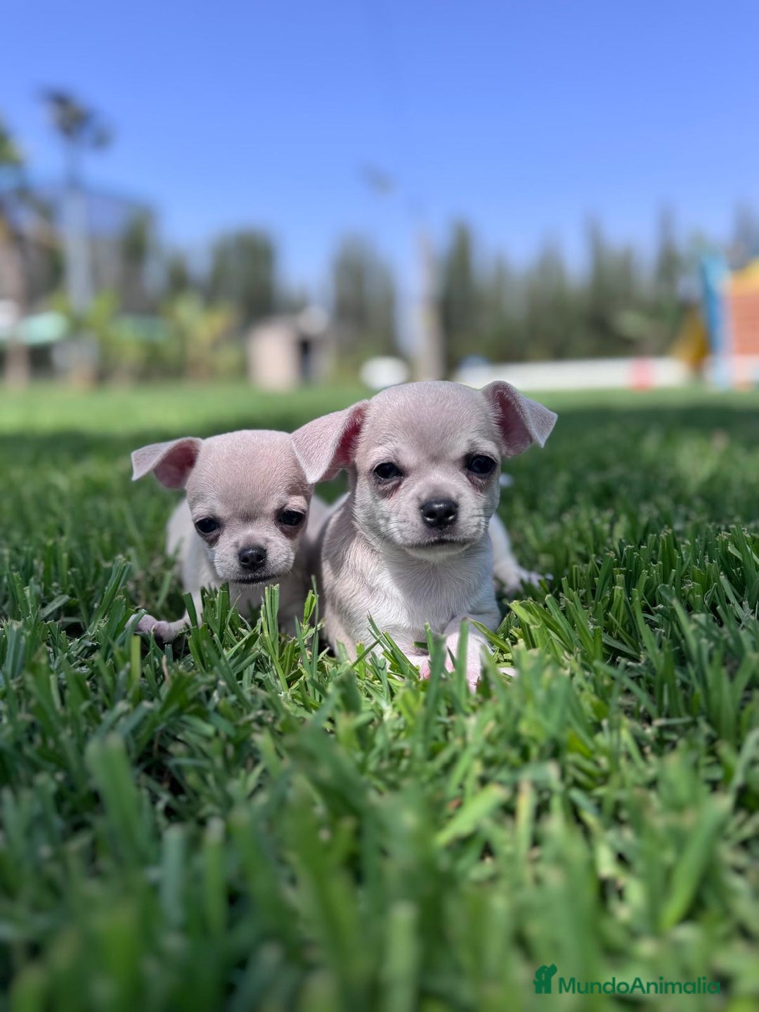 Chihuahua perros en venta: CHIHUAHUA MACHO - Imagen 2