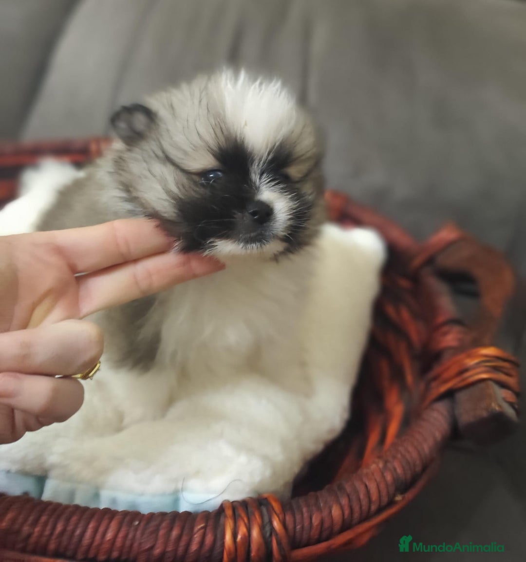Pomerania perros en venta: Pomerania  - Anuncio 2