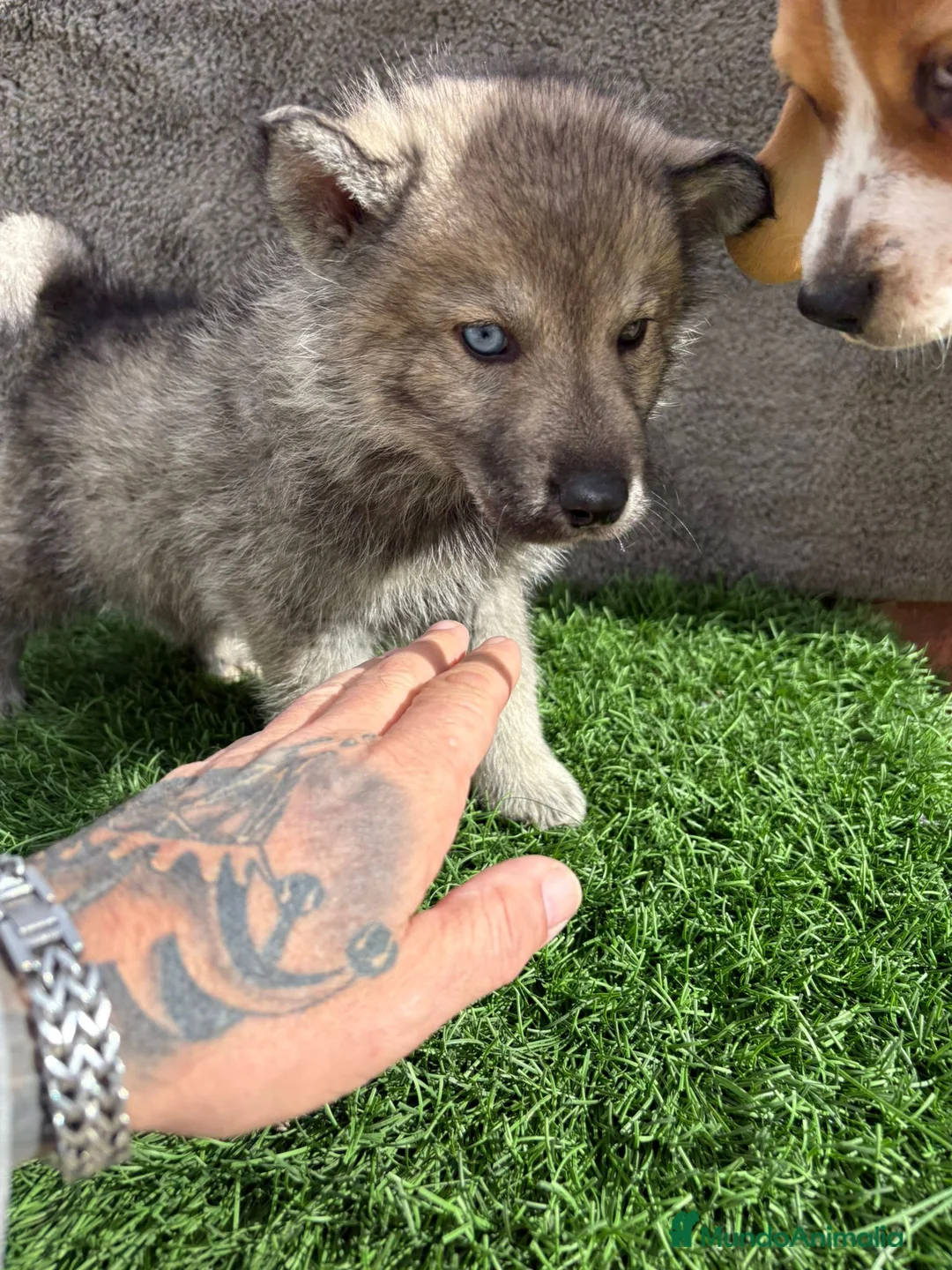 Husky Siberiano perros en venta: Macho de Husky siberiano agouti ojo azul  - Anuncio 15