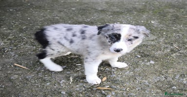 Border Collie perros - Anuncio 8