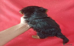 Yorkshire Terrier perros en venta: Yorkshire Mini  - Imagen 2