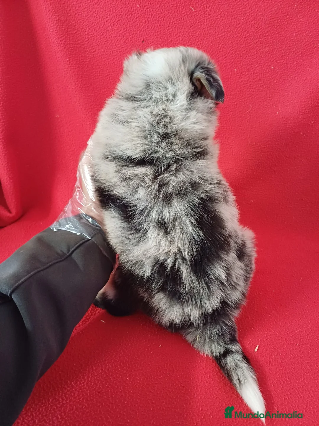 Border Collie perros en venta: Border Collie Merle  - Anuncio 4