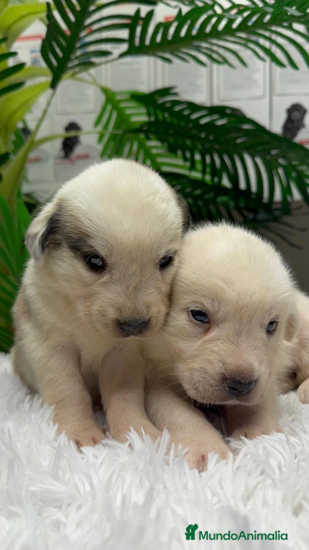 Mastín Español perros en venta: MASTIN ESPAÑOL  - Anuncio 9