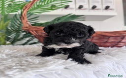 Caniche Toy perros en venta: CANICHE TOY HEMBRA - Imagen 13