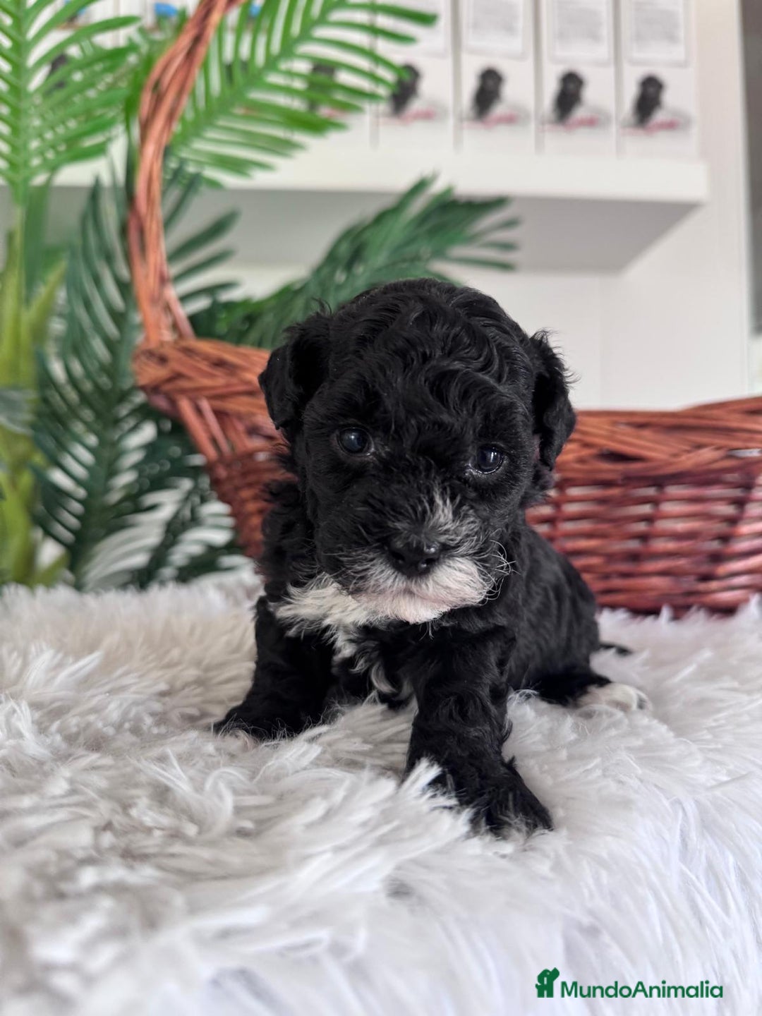 Caniche Toy perros en venta: CANICHE TOY HEMBRA - Imagen 13