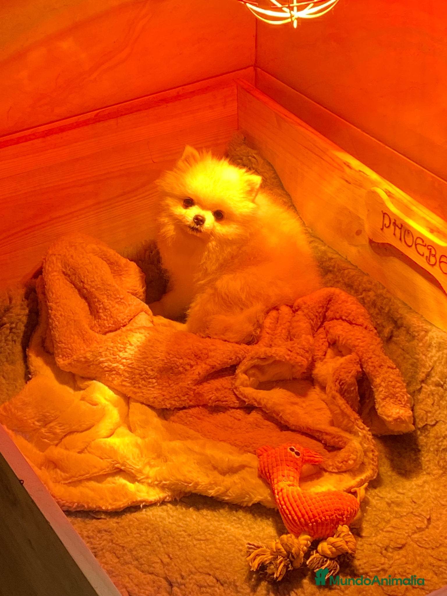 Pomerania perros Pomerania - Anuncio 2