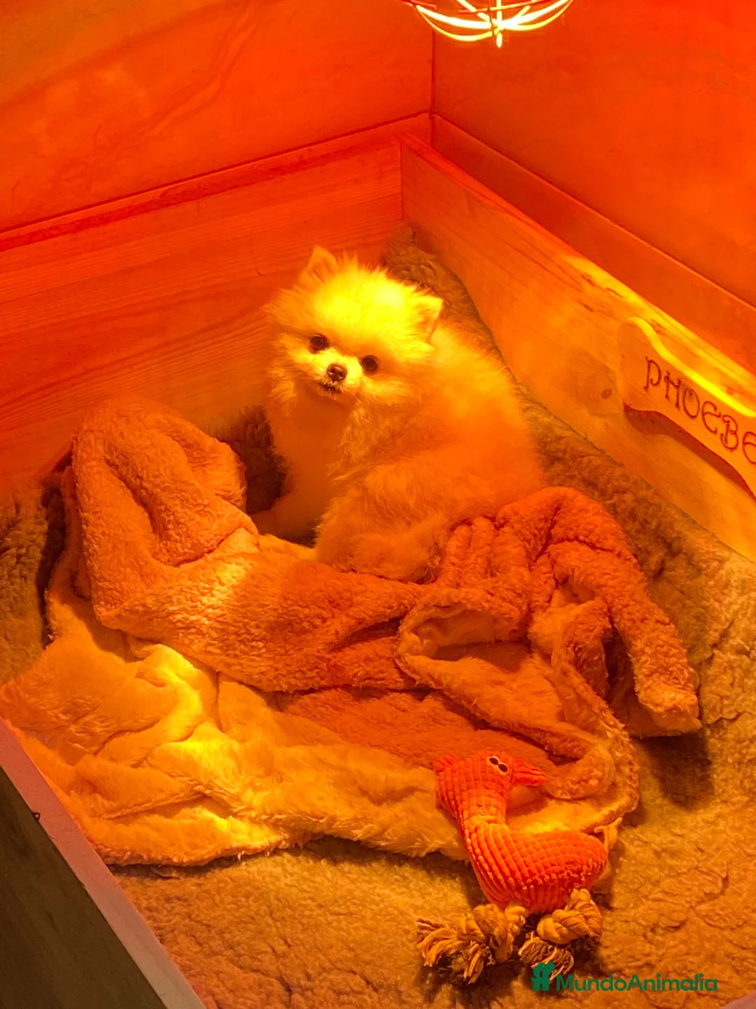 Pomerania perros en venta: Pomerania - Anuncio 1