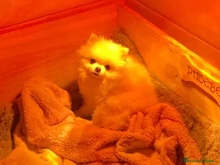 Pomerania perros Pomerania - Anuncio 2