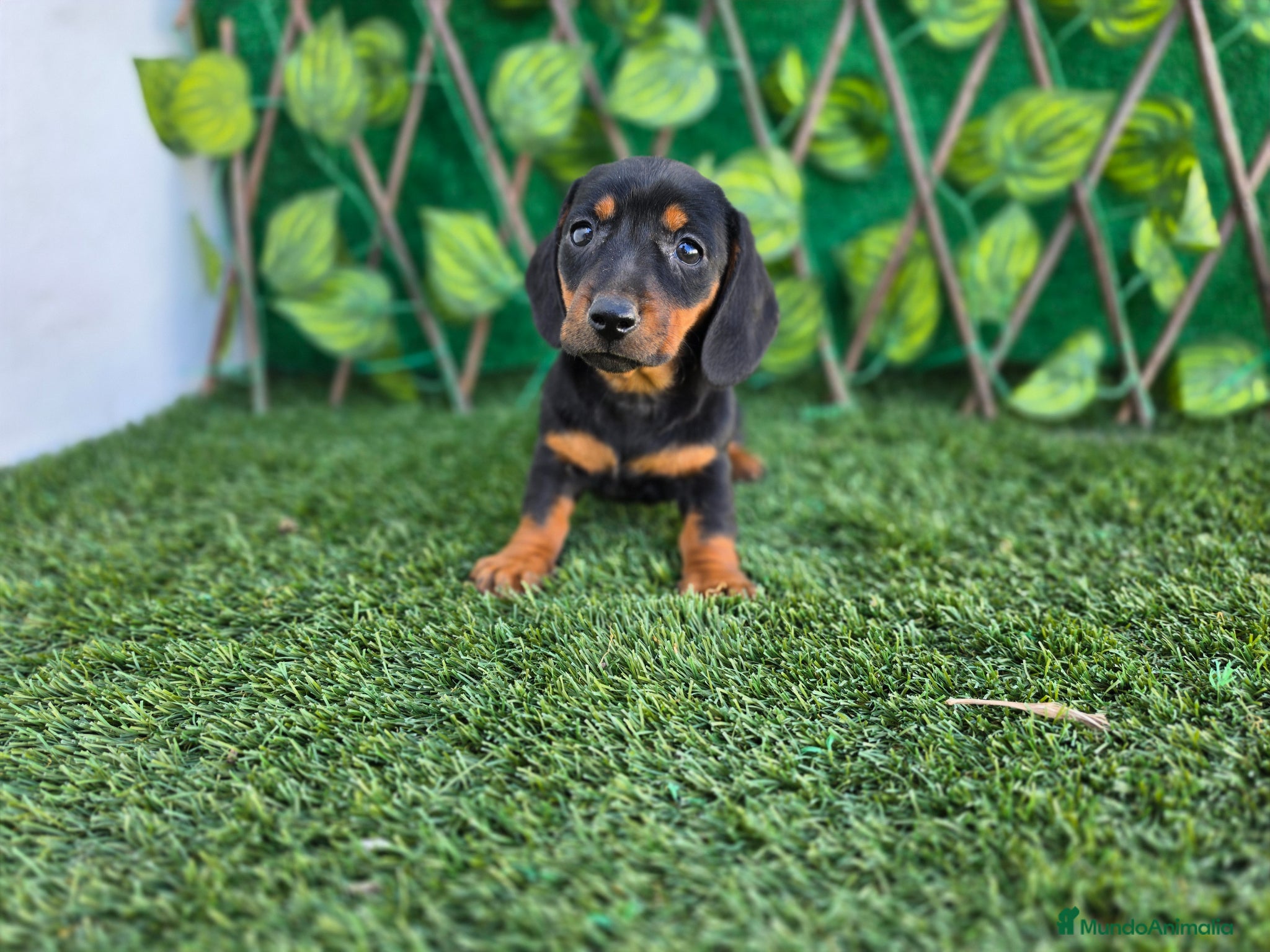 Teckel Miniatura perros TECKEL MINI & KANNINCHEN NEGRO FUEGO - Anuncio 2