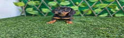 Teckel Miniatura perros en venta: TECKEL MINI & KANNINCHEN NEGRO FUEGO - Anuncio 1