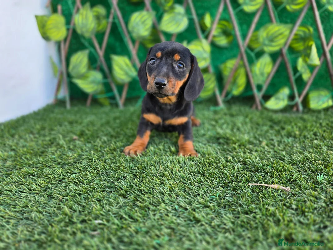Teckel Miniatura perros en venta: TECKEL MINI & KANNINCHEN NEGRO FUEGO - Anuncio 1