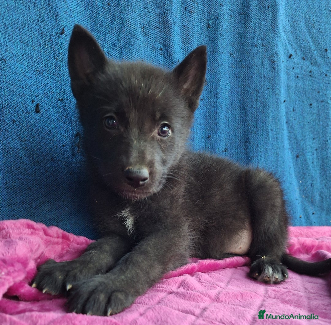 Otras razas perros en venta: PERRO LOBO AMERICANO  - Anuncio 2