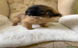 Pekinés perros en venta: Cachorros de Pekines Imperial hembras  - Imagen 4