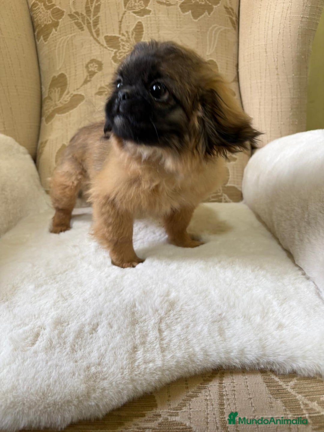 Pekinés perros en venta: Cachorros de Pekines Imperial hembras  - Imagen 4