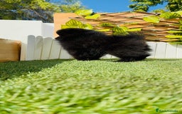 Pomerania perros en venta: POMERANIA HEMBRA - Imagen 5