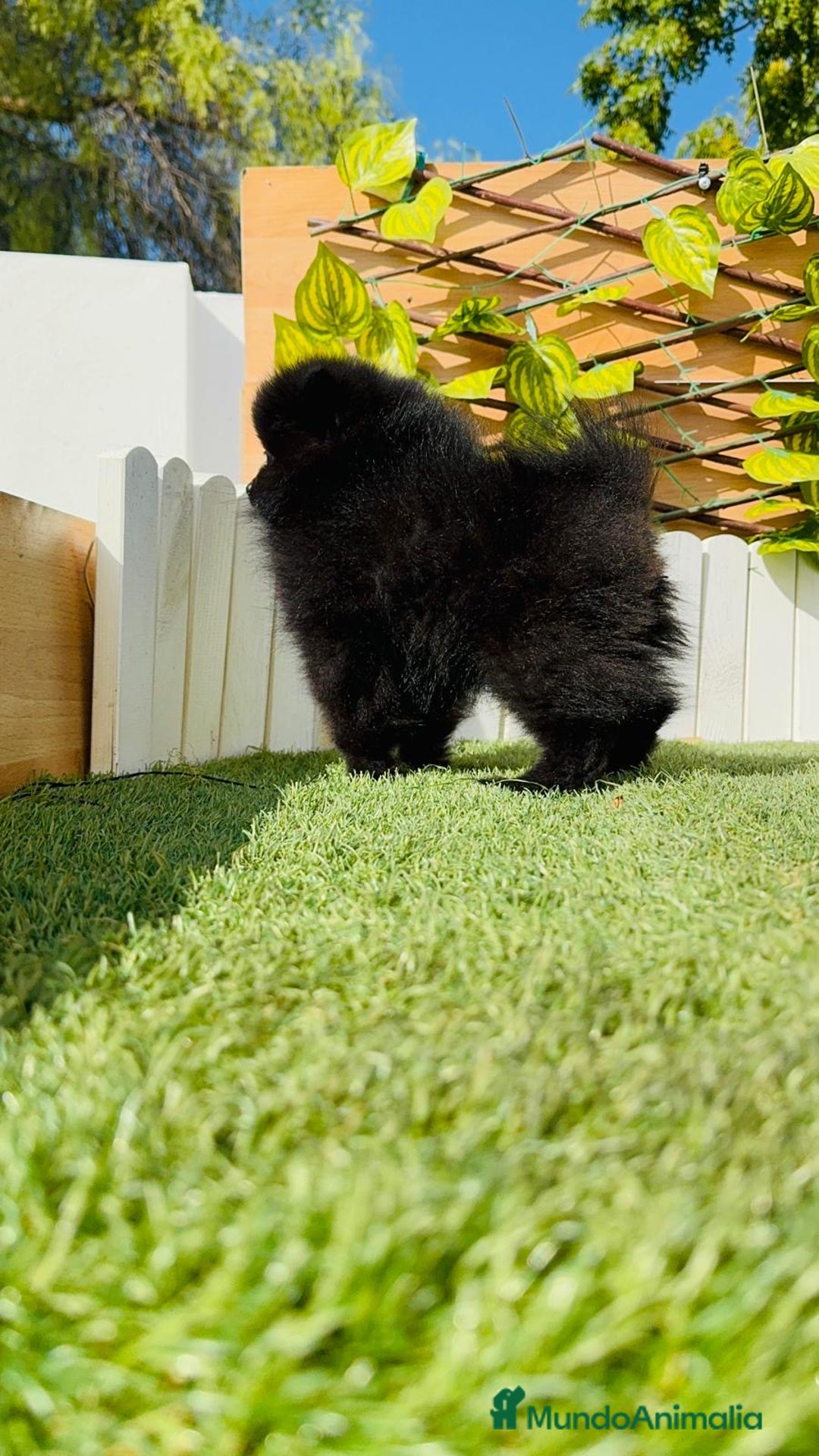 Pomerania perros en venta: POMERANIA HEMBRA - Imagen 5