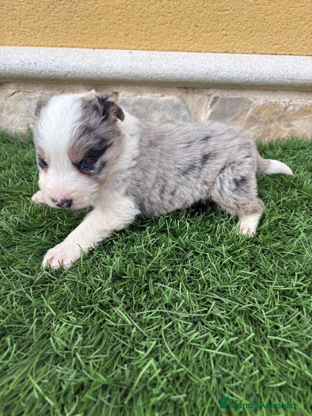 Border Collie perros en venta: Border Collie macho Merle precioso - Anuncio 14