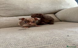 Chihuahua perros en venta: Chihuahuas Toy - Anuncio 2