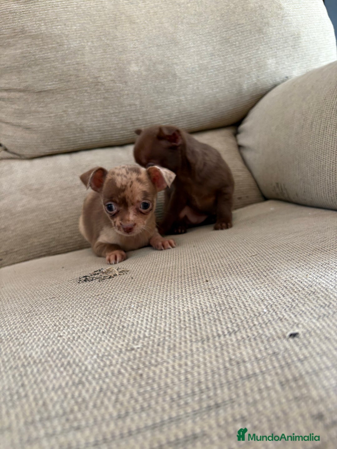 Chihuahua perros en venta: Chihuahuas Toy - Anuncio 2