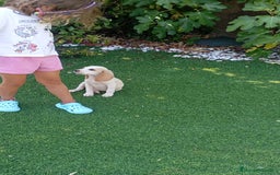 Beagle perros en venta: Beagle bicolor espectacular - Imagen 1