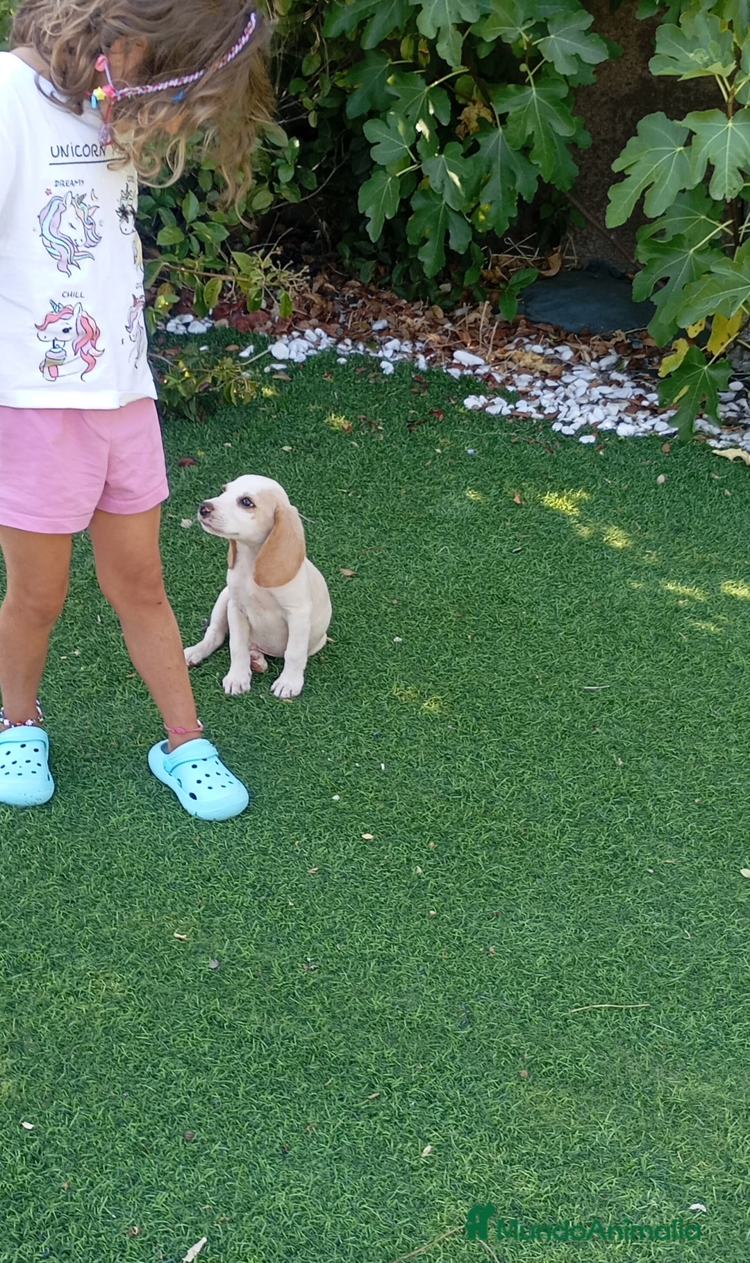 Beagle perros en venta: Beagle bicolor espectacular - Imagen 1