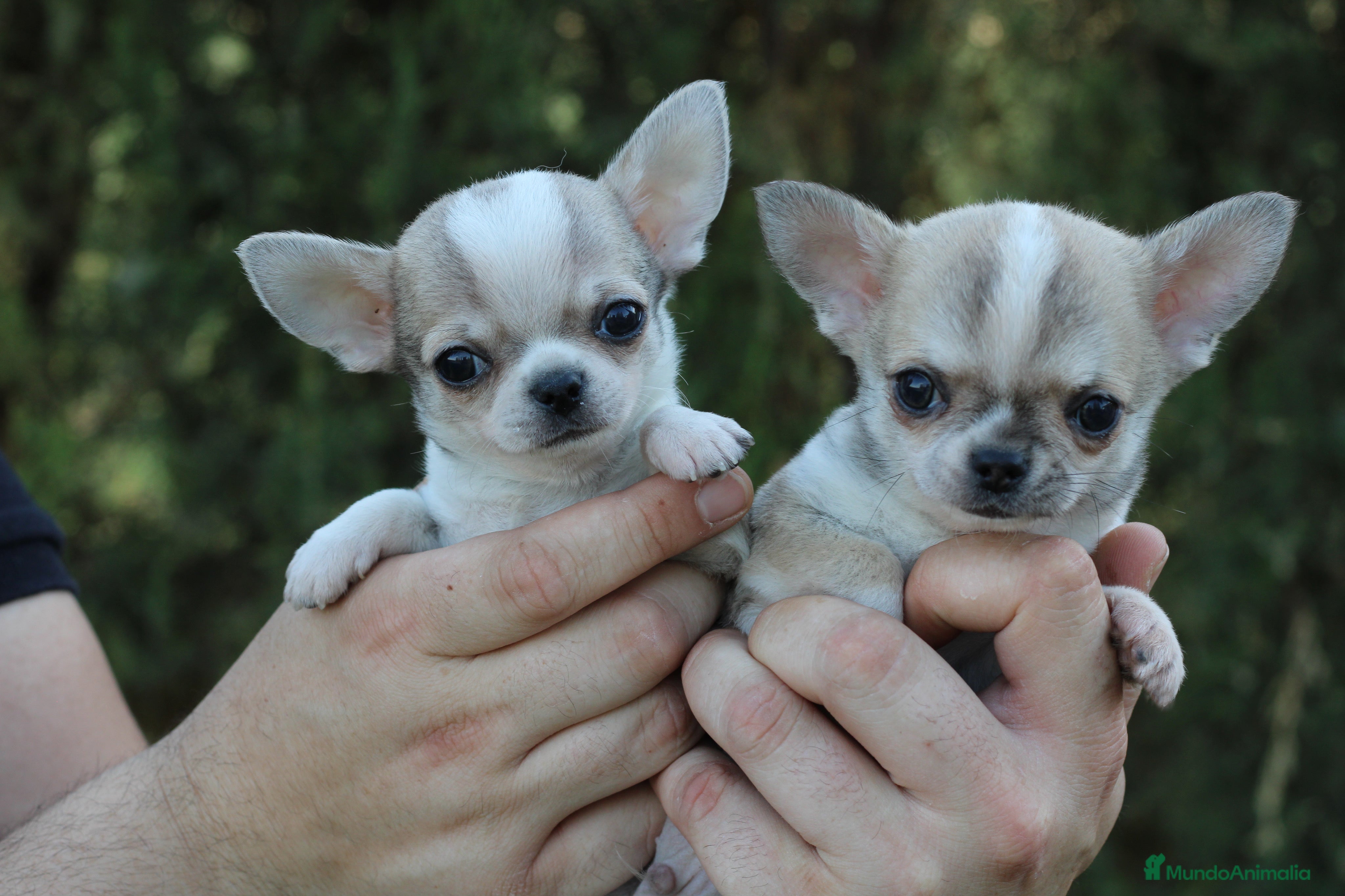 Chihuahua perros PRECIOSOS CHIHUAHUAS! - Anuncio 2