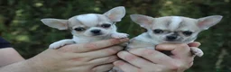 Chihuahua perros en venta: PRECIOSOS CHIHUAHUAS! - Anuncio 2
