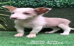 Border Collie perros en venta: BORDER COLLIE color lilac - Imagen 14