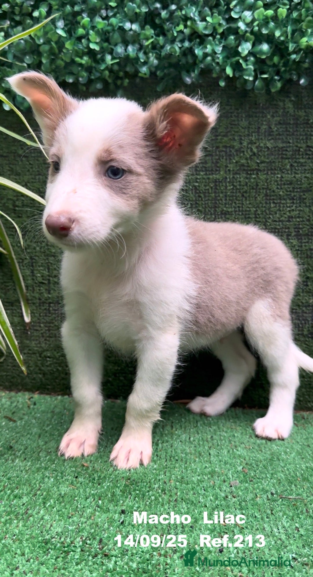 Border Collie perros en venta: BORDER COLLIE color lilac - Imagen 14