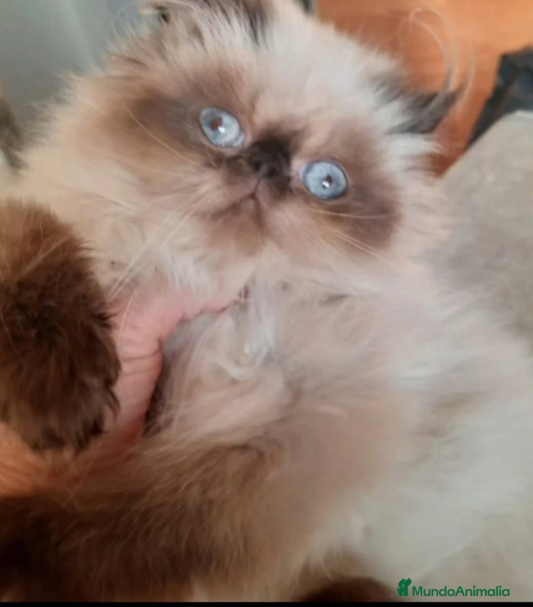 Persa gatos en venta: GATOS PERSAS/HIMALAYOS  - Anuncio 6