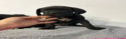Cane Corso perros en venta: Cane corso - Anuncio 4