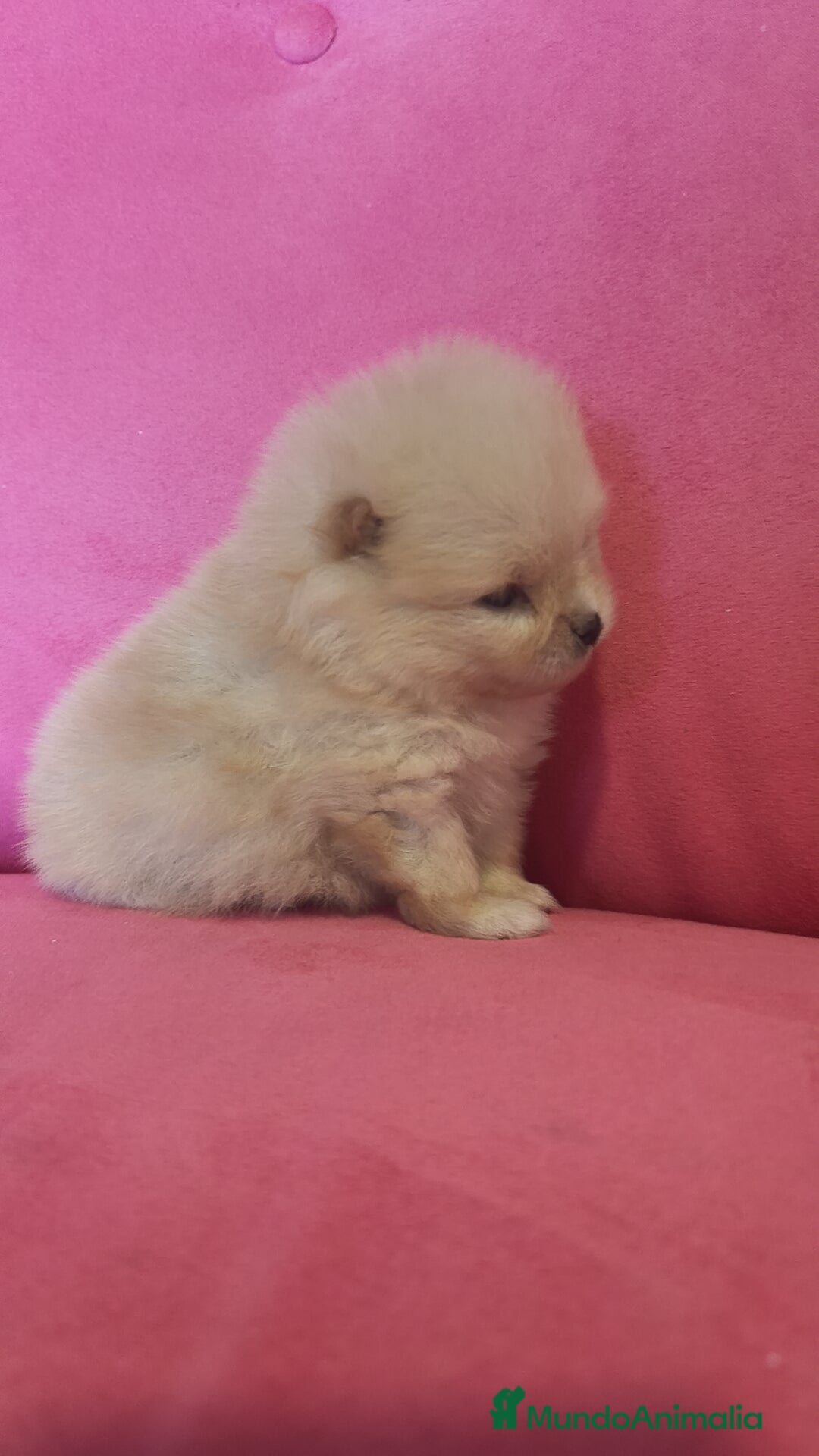 Pomerania perros en venta: Lulú Pomerania hembra y macho  - Anuncio 4