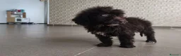 Perro de Agua Español perros en venta: CACHORRO PDA CHOCOLATE  en Zaragoza - Anuncio 3
