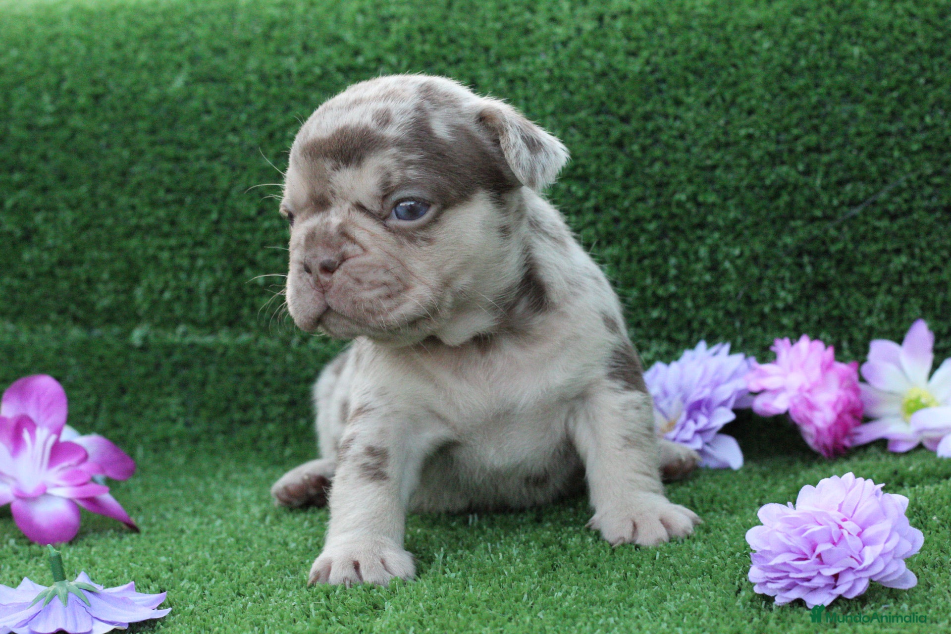 Bulldog Francés perros Bulldog francés exóticos - Anuncio 3