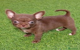Chihuahua perros en venta: CHIHUAHUA MINITOY - Imagen 1