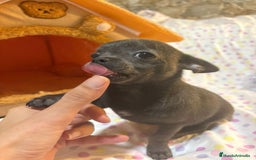 Chihuahua perros en venta: Chihuahua toy blue  - Imagen 4