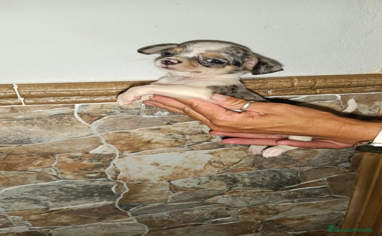 Chihuahua perros - Propaganda 1