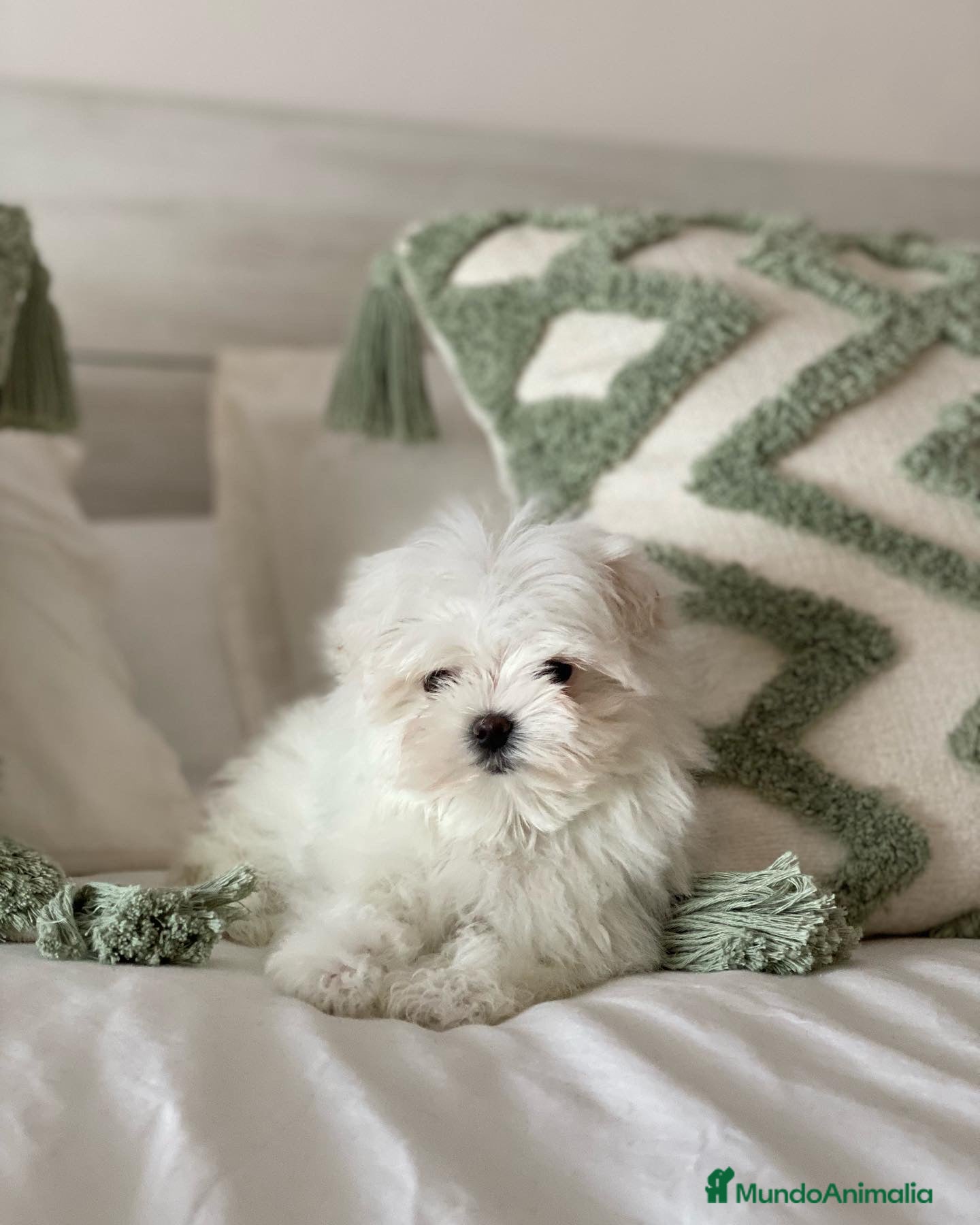 Bichón Maltés perros Bichon maltes , cachorros  en Madrid - Anuncio 2