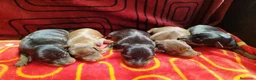 Pinscher Miniatura perros en venta: Bebés Pinscher  - Anuncio 1
