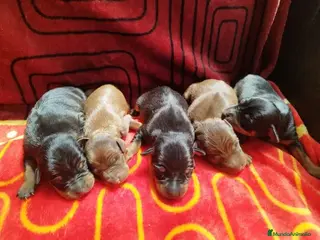 Pinscher Miniatura perros Bebés Pinscher - Anuncio 31