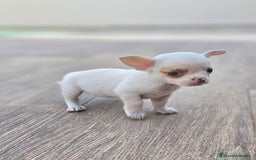 Chihuahua perros en venta: CHIHUAHUA HEMBRA - Imagen 3