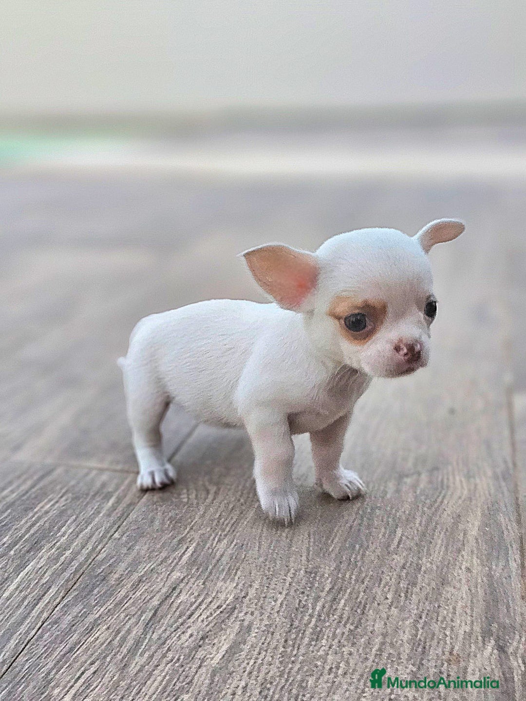 Chihuahua perros en venta: CHIHUAHUA HEMBRA - Imagen 3