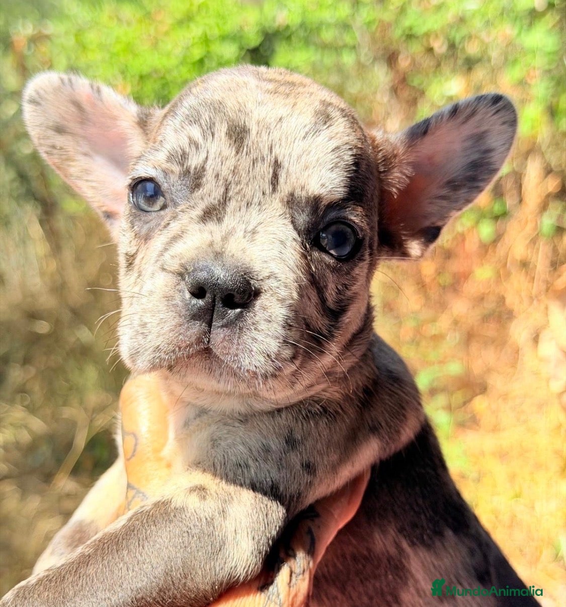 Bulldog Francés perros ÚLTIMA HEMBRA BULLDOG FRANCÉS EXOTICA - Anuncio 1