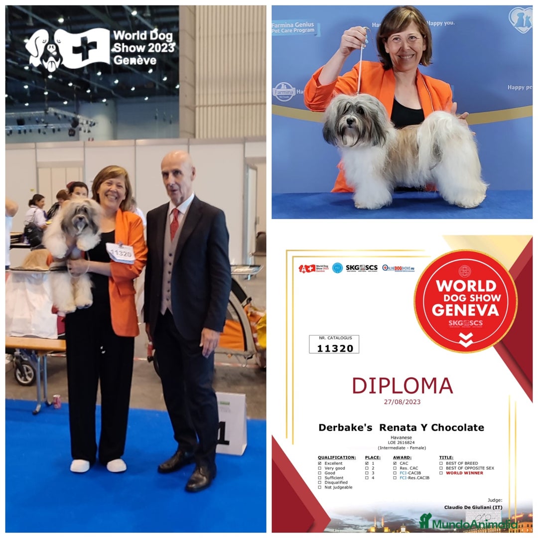 Bichón Habanero perros en venta: BICHON HABANERO - Anuncio 5