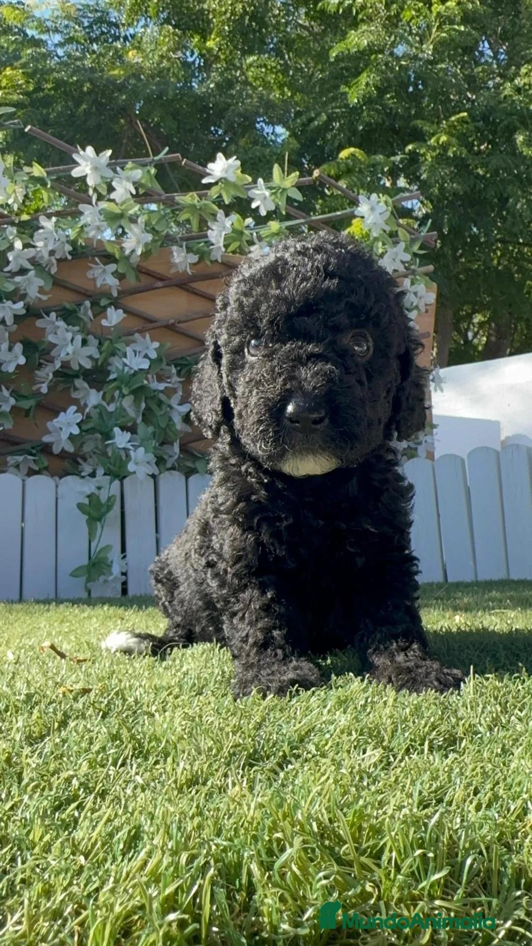 Perro de Agua Español perros PERRO DE AGUA ESPAÑOL - Anuncio 2