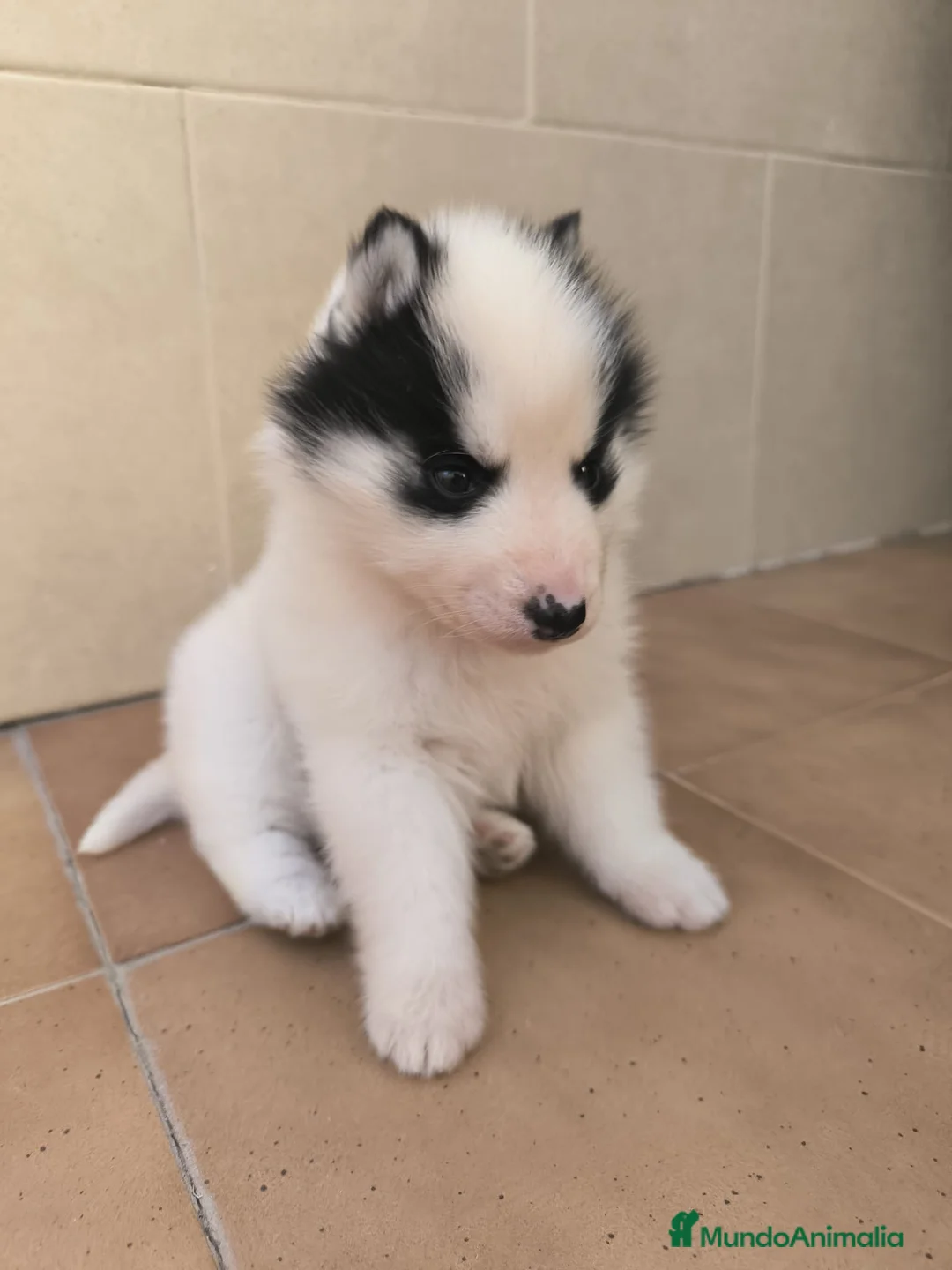 Husky Siberiano perros en venta: Cachorros de husky  - Anuncio 4