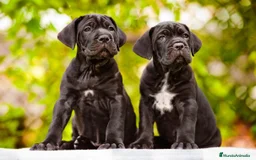 Cane Corso perros en venta: CANE CORSO  631 67 03 85  SOLO LLAMADAS en Sevilla - Imagen 1